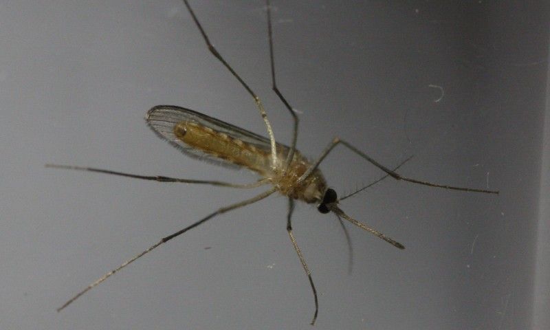 Culex pipiens (Culicidae) femmina